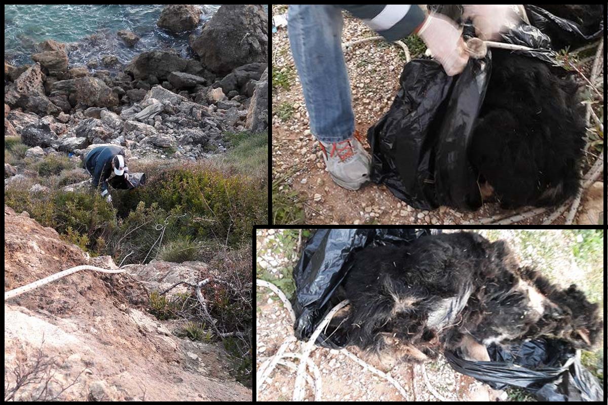 Βρήκαν πτώμα σκύλου με δεμένα τα πόδια και το κεφάλι πεταμένο στον γκρεμό στις Άμμες