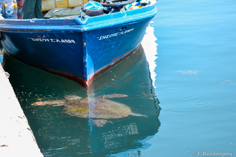 Χελώνα στο λιμάνι του Αργοστολίου κάνει αμέριμνη τη βόλτα της