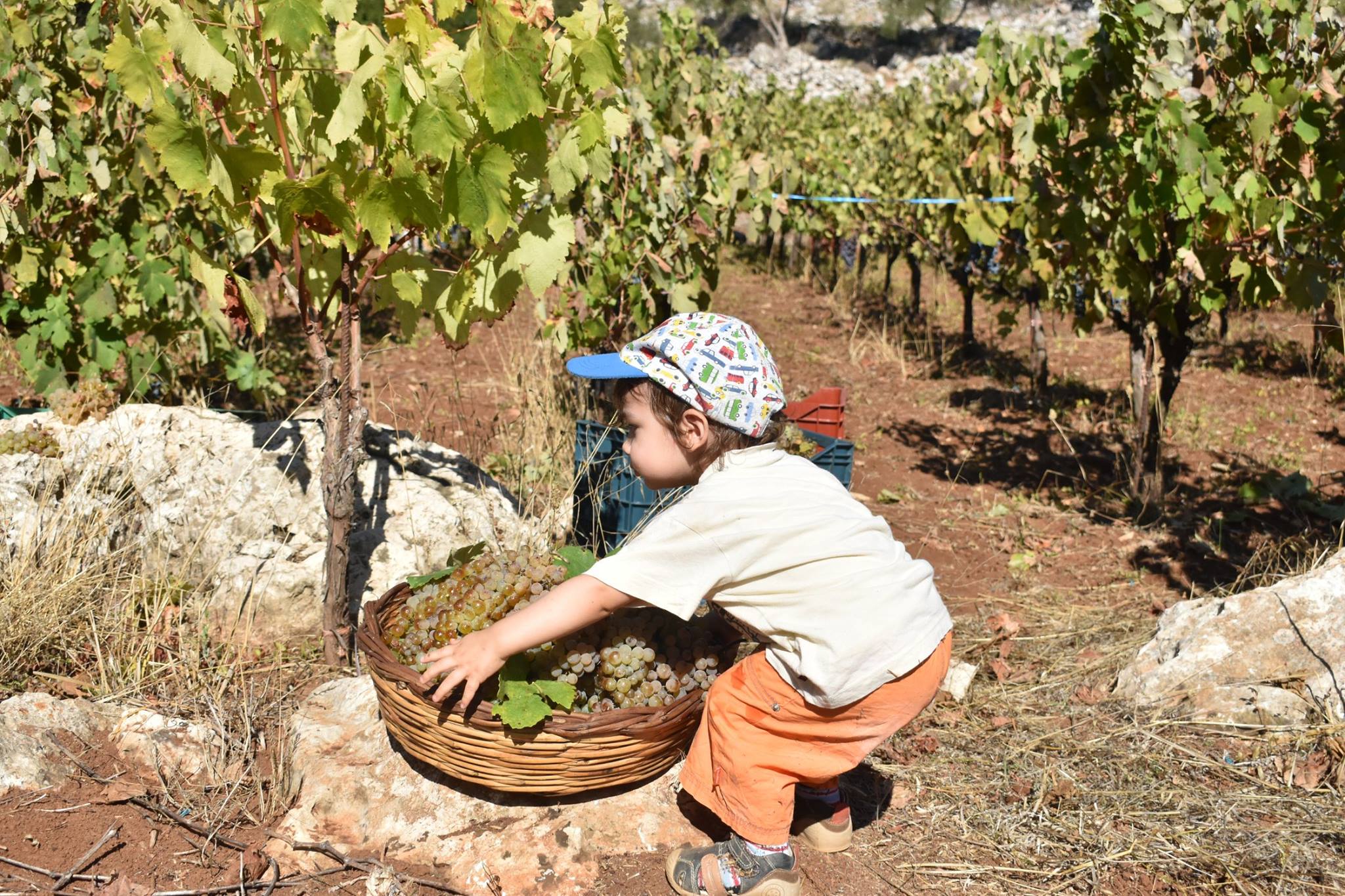 Ο τρύγος τέλειωσε και φέτος στο νησί. Το ραντεβού δόθηκε για του χρόνου