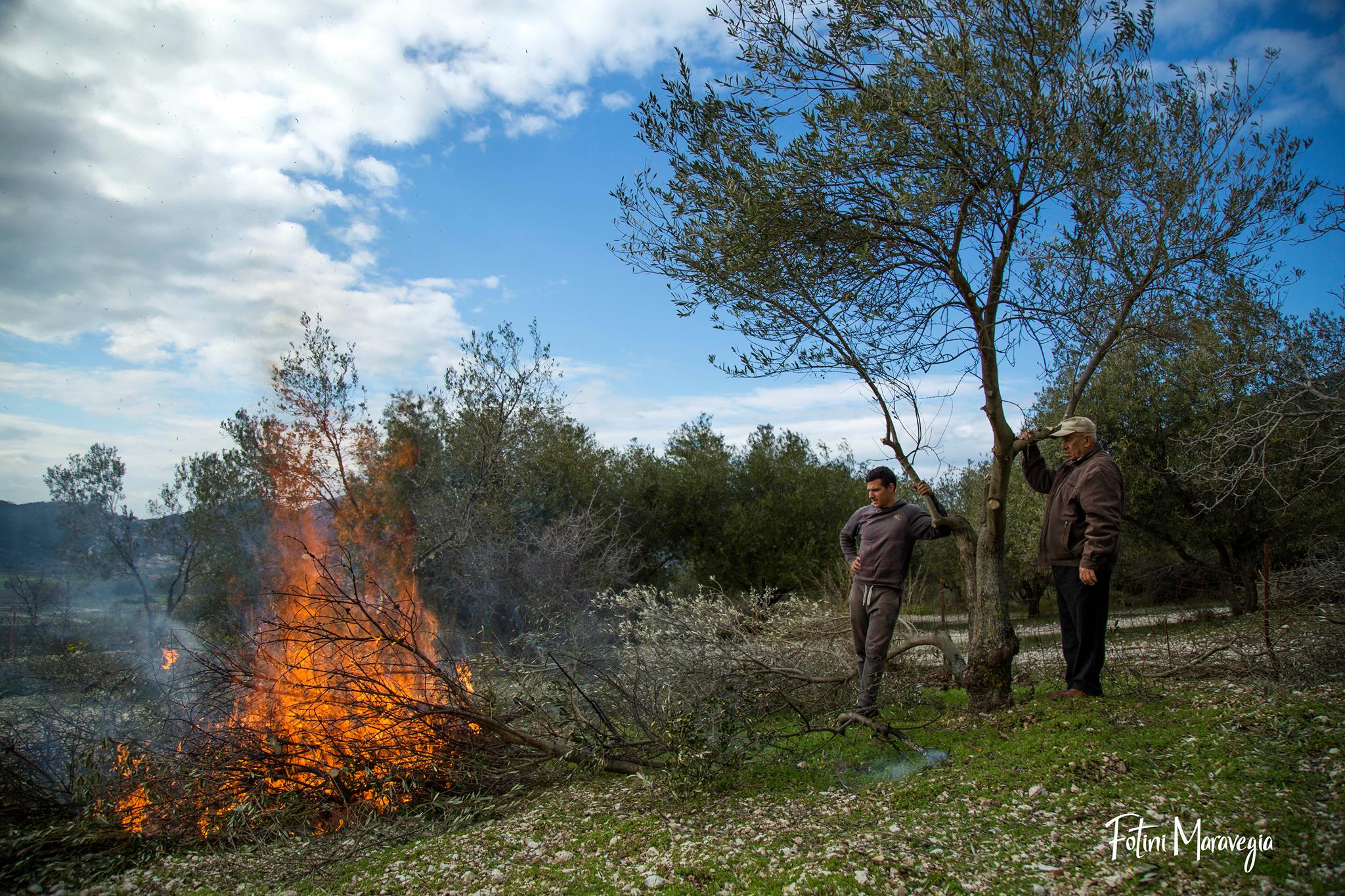 ΜΑΡΤΙΟΣ: Ξεκίνησε το κλάδεμα στο λιοστάσι