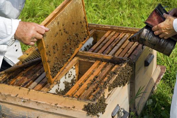 Ε.Α.Σ.: 50,5 εκατ. ευρώ σε νέους και παλιούς Μελισσοκόμους