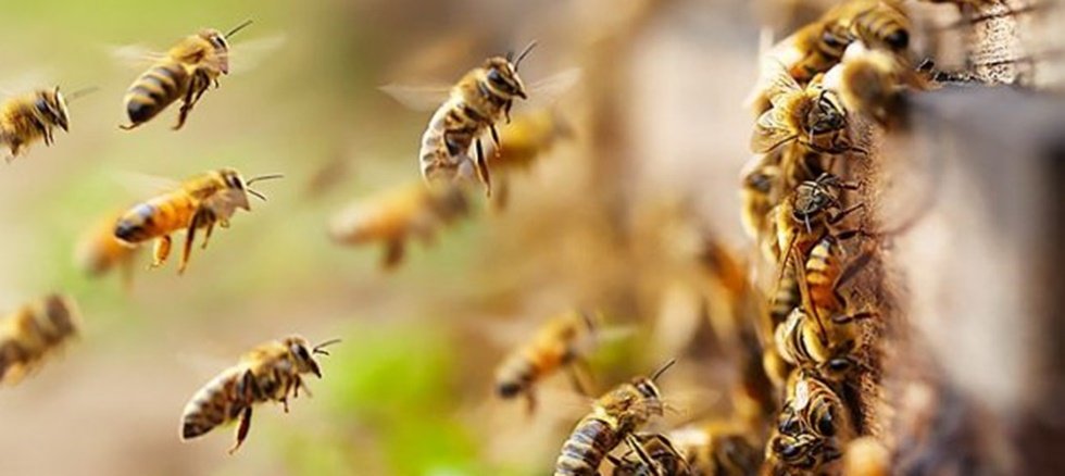 Ε.Α.Σ. : Ξεκίνησαν οι αιτήσεις για επιδοτούμενες δράσεις μελισσοκομίας
