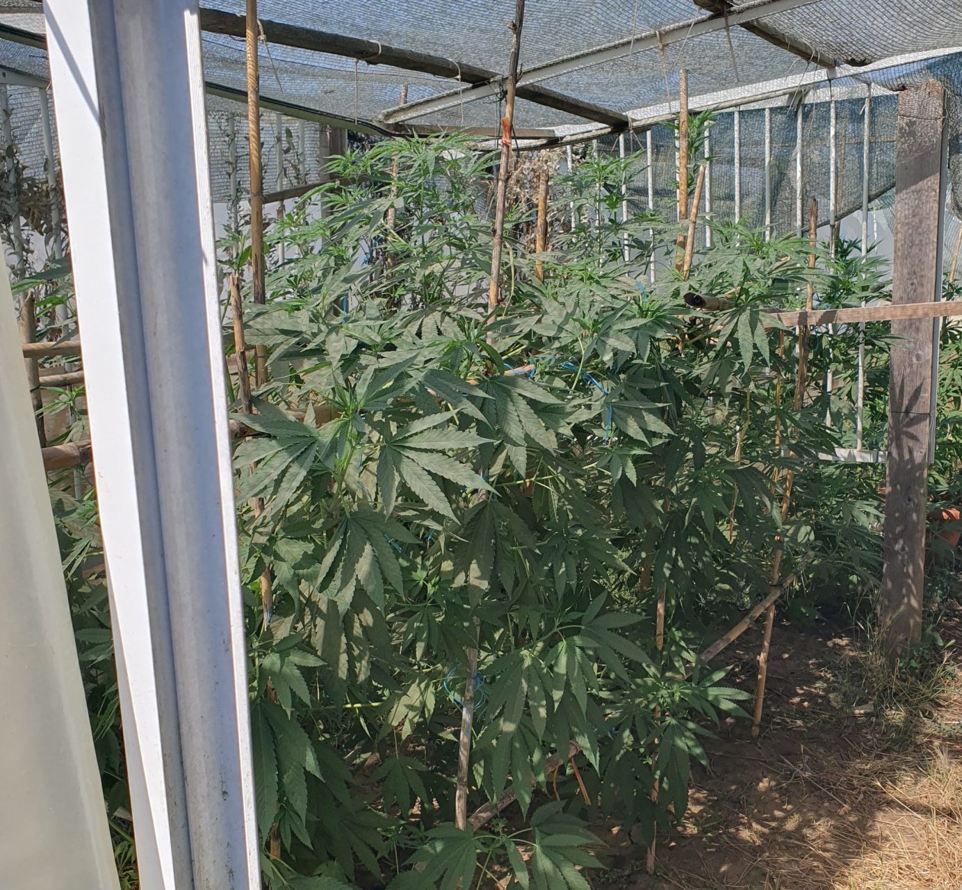 Πύργος: Εκριζώθηκε φυτεία 153 δενδρυλλίων κάνναβης στον ηλειακό κάμπο