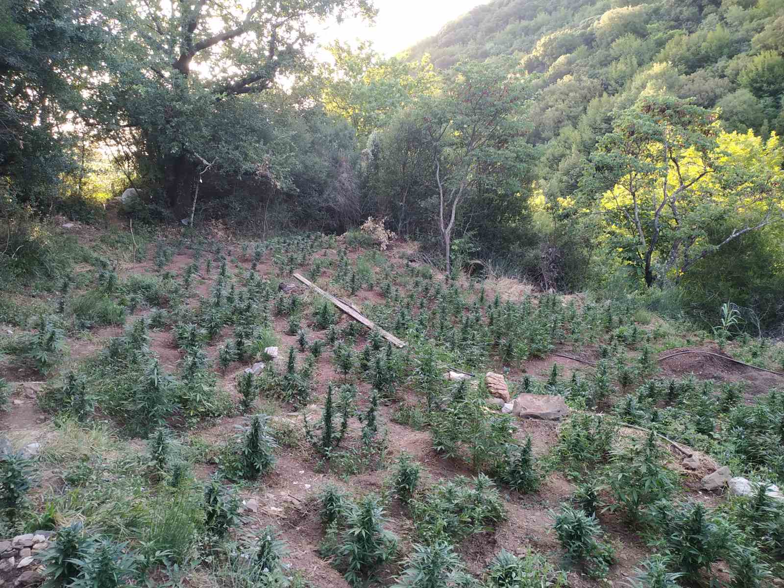 Ρέθυμνο: Εντοπίστηκαν 830 δενδρύλλια  κάνναβης – Συνελήφθησαν πατέρας και γιός