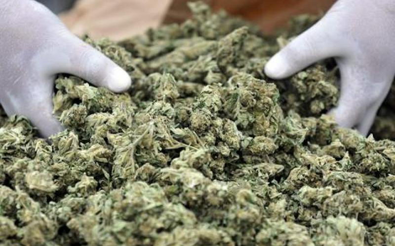 Ρέθυμνο: Εντοπίστηκαν 9 φυτείες κάνναβης – Ξεριζώθηκαν 110 δενδρύλλια