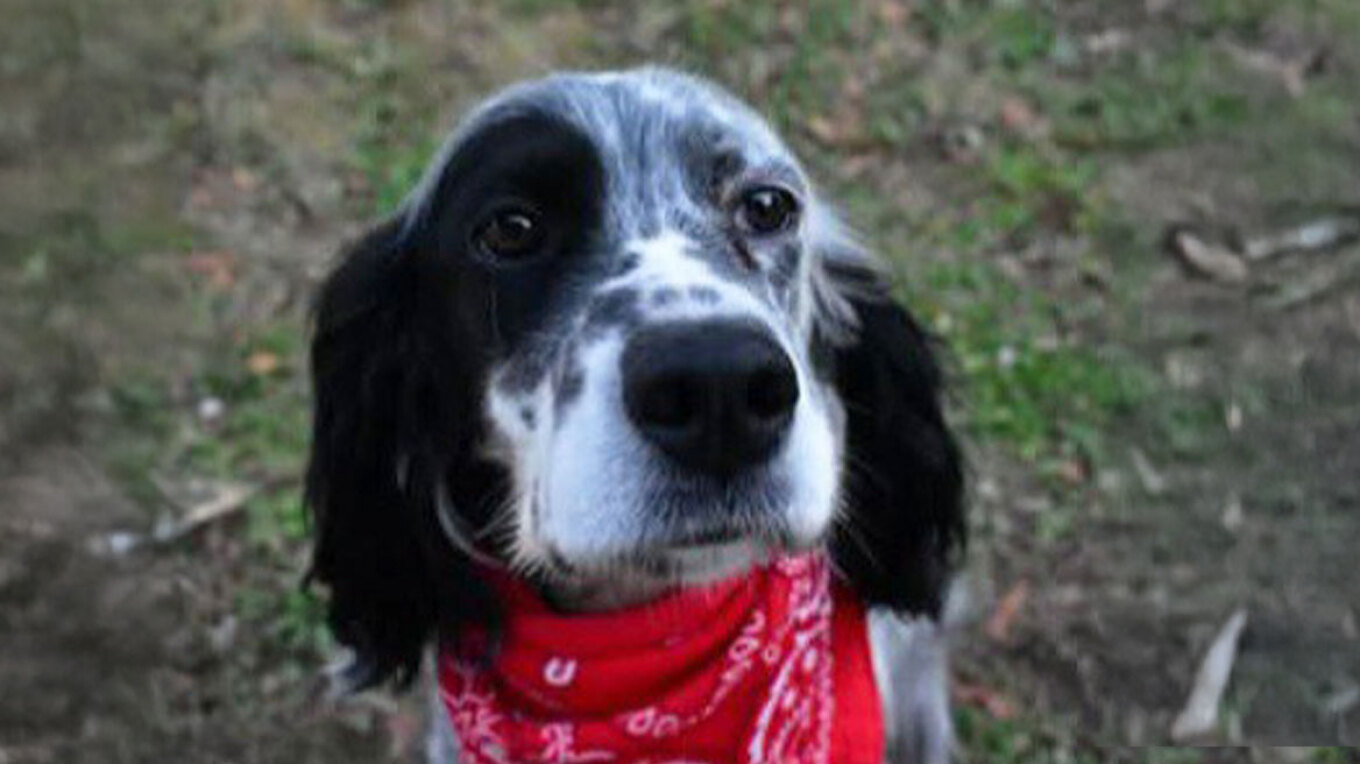 Άνδρας κατήγγειλε τη δολοφονία του σκύλου του από άγνωστο στη Χαλκιδική – «Εκτέλεσαν τη Λόλα στην αυλή μας εν ψυχρώ»