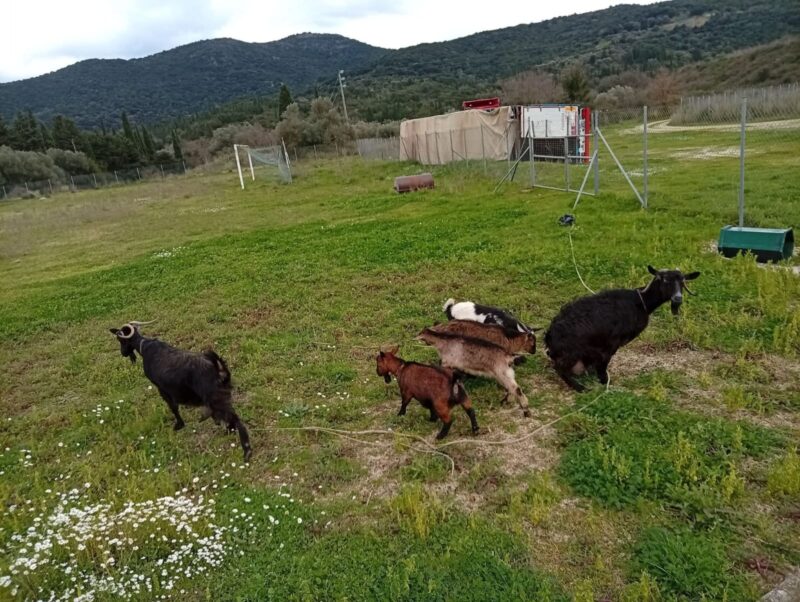 Η ιστορία με το βοσκό, το βοσκοτόπι και το νέο αεροδρόμιο